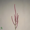 Psylliostachys Suwor Flowergarden