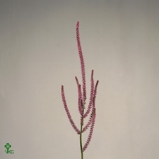 Psylliostachys Suworowii
