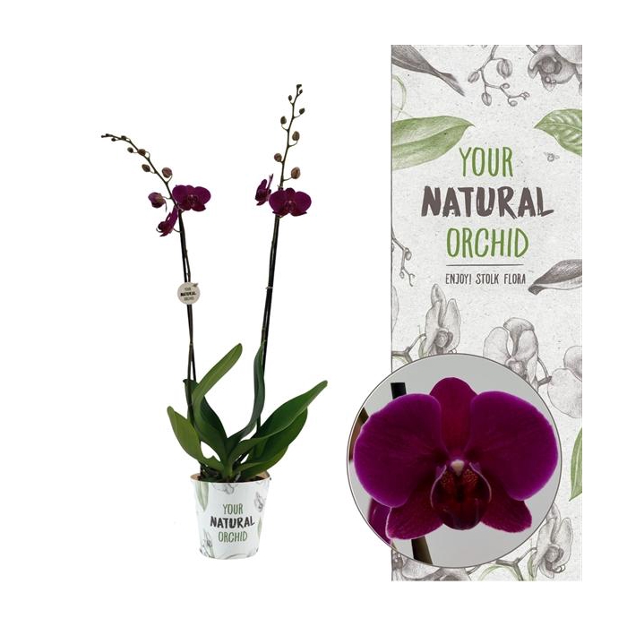 <h4>Your Natural Orchid | Bloemfontein | Phalaenopsis 2 spike</h4>