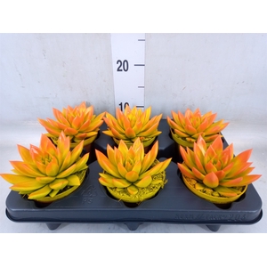 Echeveria  'Miranda'