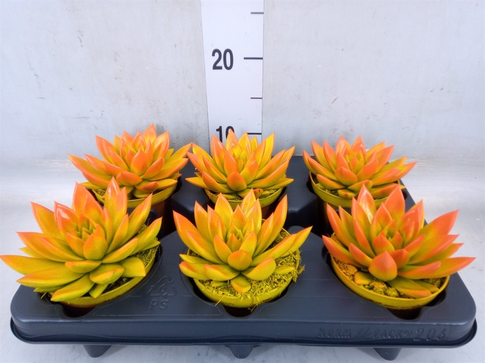 <h4>Echeveria  'Miranda'</h4>