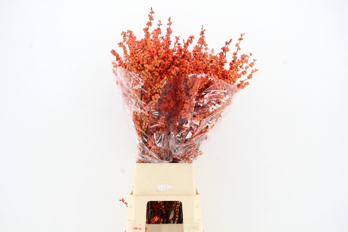 ILEX MAG DAYDREAM XXL