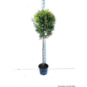 THUJA O BRABANT