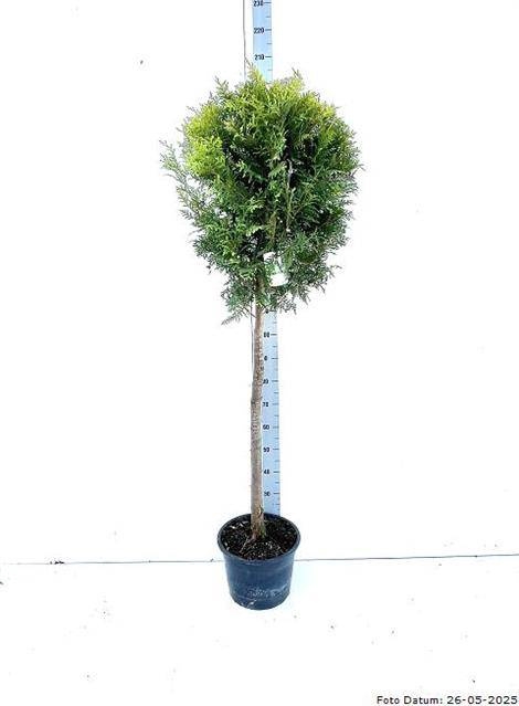 <h4>THUJA O BRABANT</h4>