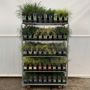 Grasses Mix Trolley C2