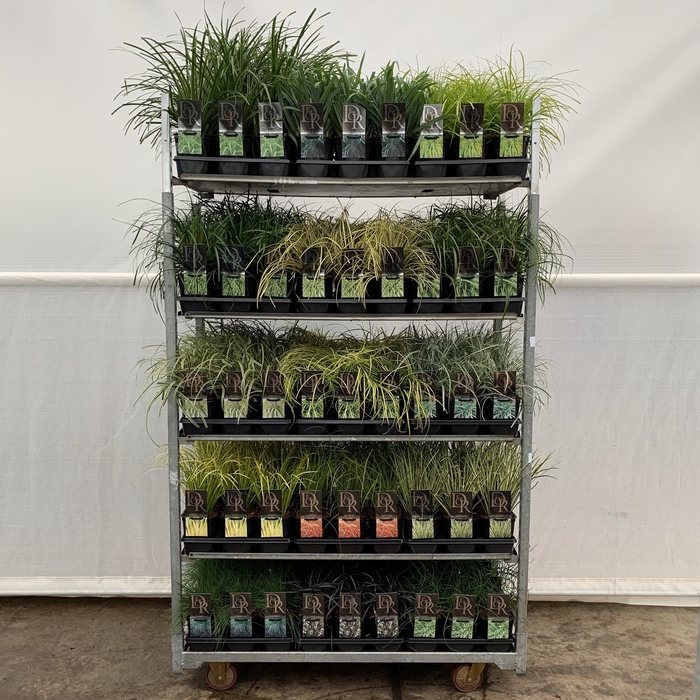 <h4>Grasses Mix Trolley C2</h4>