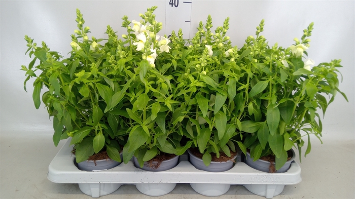 <h4>Antirrhinum majus 'Snapshot White'</h4>