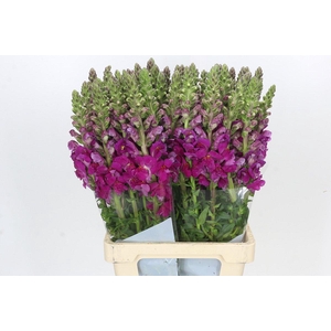 Antirrhinum majus 'Legend Light Pink'