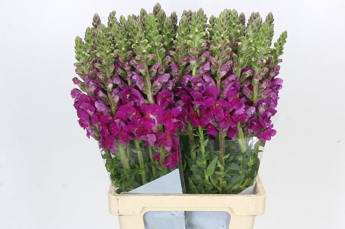 <h4>Antirrhinum majus 'Legend Light Pink'</h4>