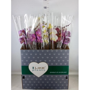 Phalaenopsis   ...mix