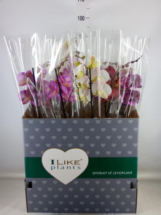 <h4>Phalaenopsis ...mix</h4>