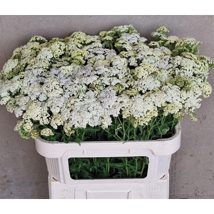 Achillea M Creme Perfection