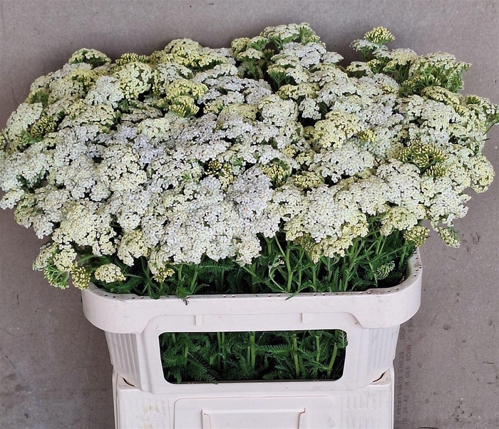 <h4>Achillea M Creme Perfection</h4>