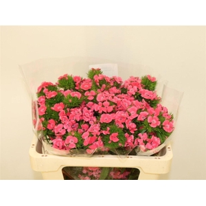 Di Barb Kiwi Fuchsia