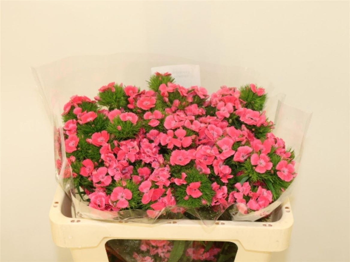 <h4>Di Barb Kiwi Fuchsia</h4>