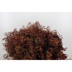 Cotinus Blad
