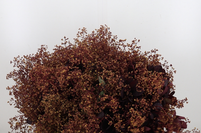 <h4>Cotinus Blad</h4>