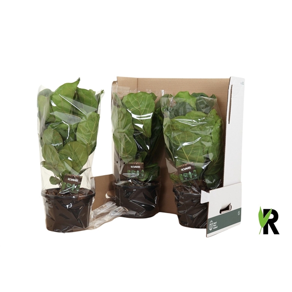 <h4>Ficus Lyrata ´Clumb´ in fust 352</h4>