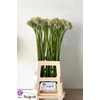 Allium Mount Everest Promo