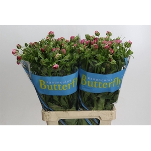 Ranunculus Butterfly Jupiter