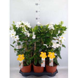 Mandevilla sand. 'SumStar White'