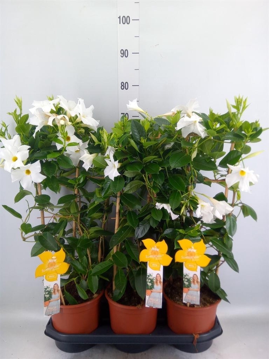 <h4>Mandevilla sand. 'SumStar White'</h4>