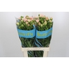 Ranunculus Butterfly Ariadne