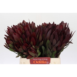 Leucadendron Saf Sunset Dark Red