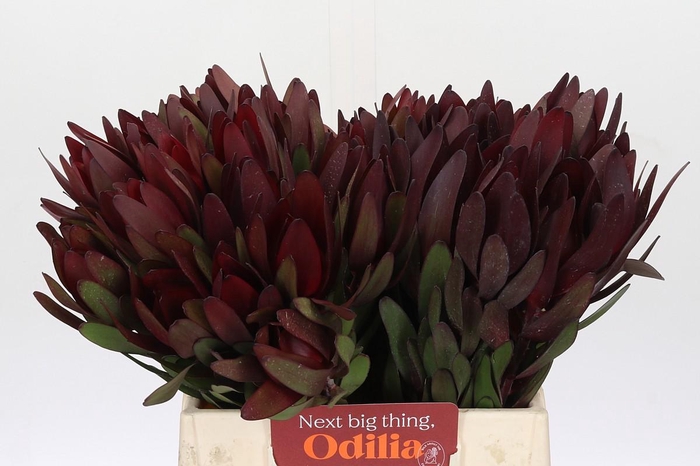 <h4>Leucadendron Saf Sunset Dark Red</h4>
