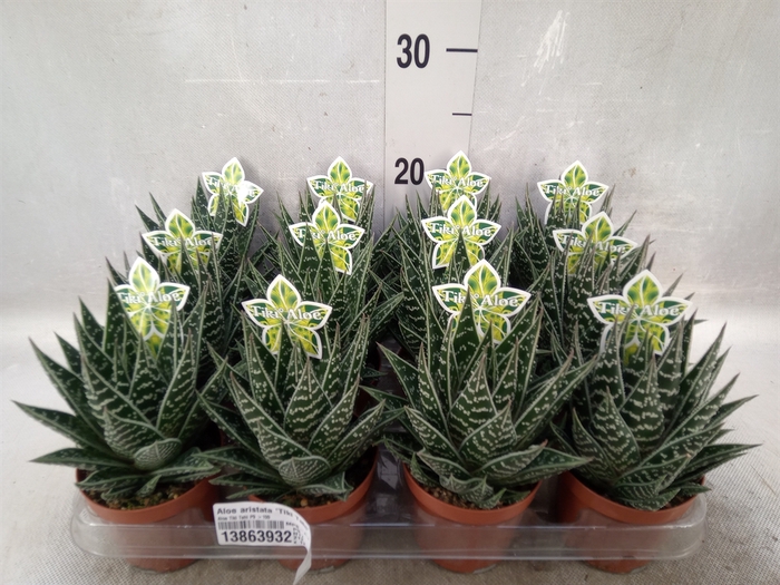 Aloe aristata 'Tiki Tahi'