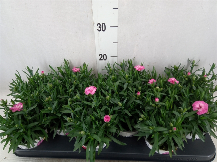 <h4>Dianthus  'Oscar Purple Wings'</h4>