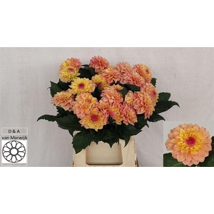 Dahlia Sunset