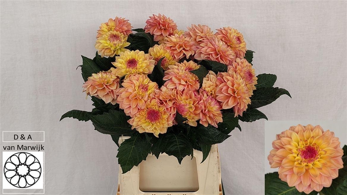 <h4>Dahlia Sunset</h4>