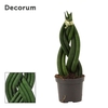 Sansevieria Cylindrica 6 cm Braid (Decorum)