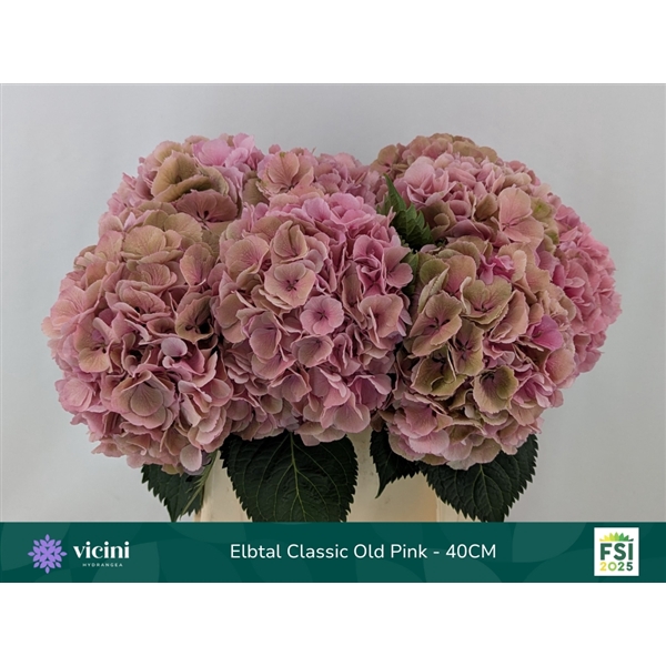 <h4>Elbtal Classic Old pink - 40CM</h4>