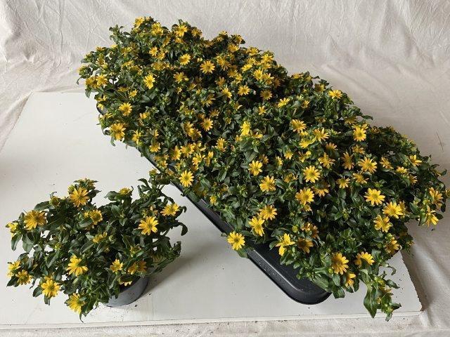 <h4>SANV PRO SOLARIS</h4>