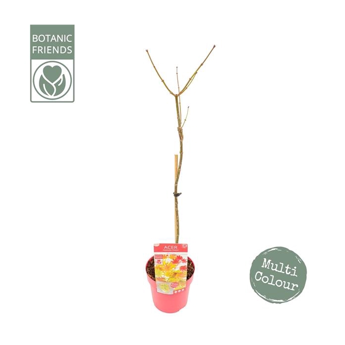 <h4>Acer shirasawanum 'Moonrise' ®</h4>