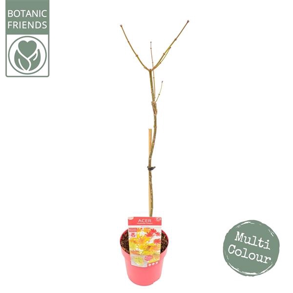 Acer shirasawanum 'Moonrise' ®