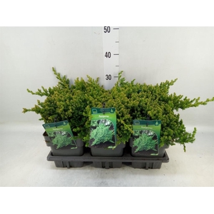 Juniperus procumbens 'Nana'