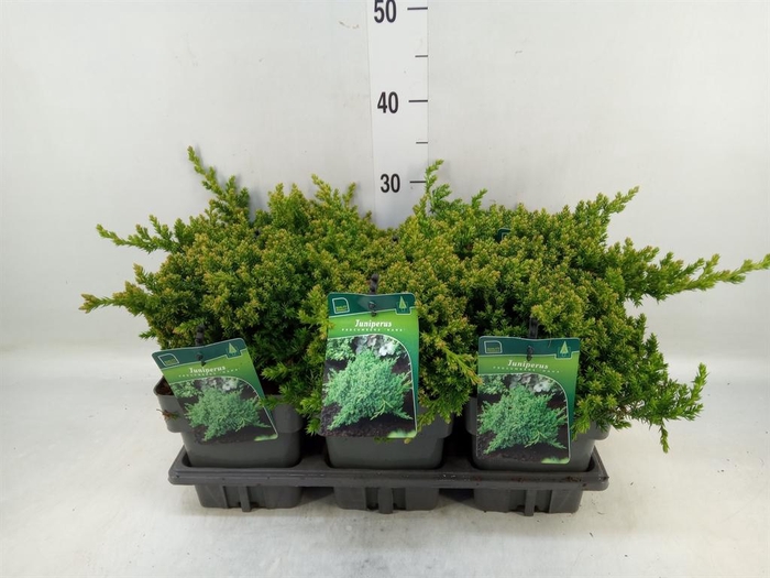 <h4>Juniperus procumbens 'Nana'</h4>