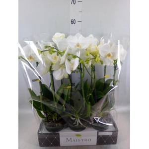 Phalaenopsis   ...white