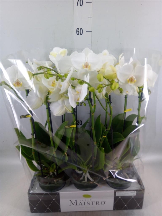 <h4>Phalaenopsis   ...white</h4>