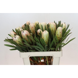 Protea Cynaroides Madiba