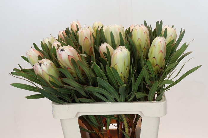 <h4>Protea Cynaroides Madiba</h4>