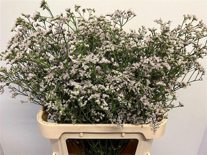 <h4>LIM WHITE NETO</h4>