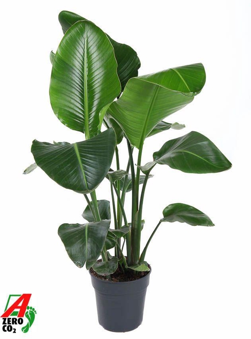 <h4>Strelitzia Nicolai P24(zonder bloem)</h4>