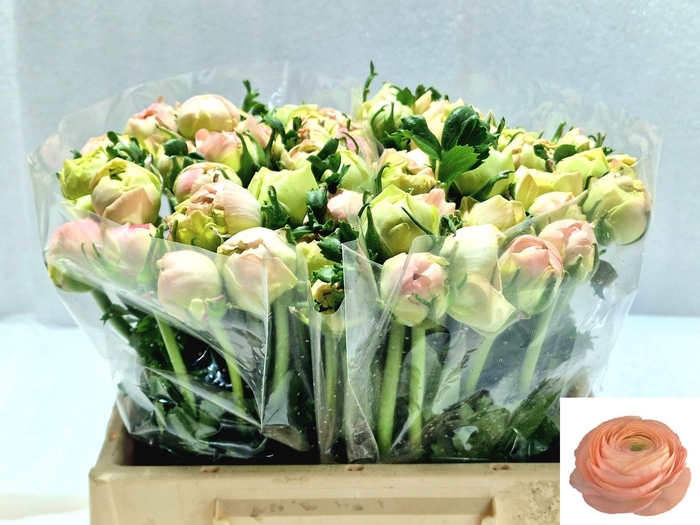 <h4>RAN SU GRAND PASTEL</h4>