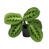 CALATHEA HYBRIDA P6 LEMON LIME