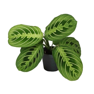 CALATHEA HYBRIDA P6 LEMON LIME