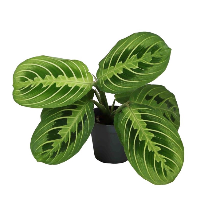 <h4>CALATHEA HYBRIDA P6 LEMON LIME</h4>